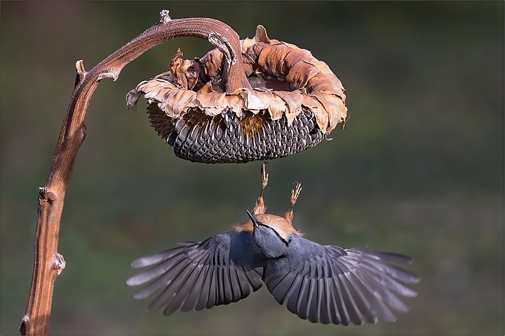 ACROBAZIE PICCHIO MURATORE.jpg